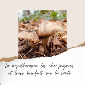 naturopathie naturopathe Le Perreux-sur-marne santé naturelle la mycothérapie champignons bienfaits santé